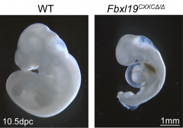 Figure 2: FBXL19 is essential for embryonic development Figure 2: FBXL19 is essential for embryonic development