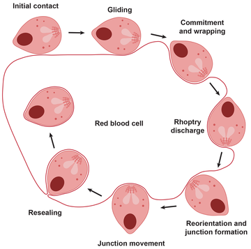 The stages in the invasion of malaria parasites into our blood cells illustrated in the form of a cycle using arrows from one stage to the next