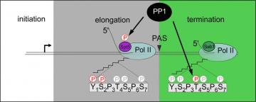 Model proposed. Conserved PP1 orchestrates transition from elongation to termination by dephosphorylating Spt5 and CTD-Thr4P at the end of the transcription cycle